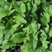 Mercury Goosefoot Seeds