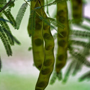 Mesquite Seeds - For Home Gardens Seeds