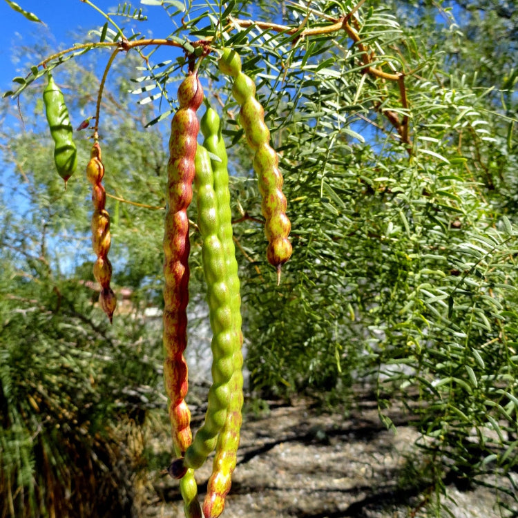 Mesquite Seeds - For Home Gardens Seeds