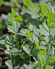Fenugreek Seeds – Trigonella foenum-graecum