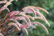 Ornamental Grass Seeds – Poaceae spp.