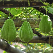Mexican Squash Seeds - Vegetable Plant