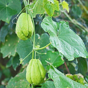 Mexican Squash Seeds - Vegetable Plant