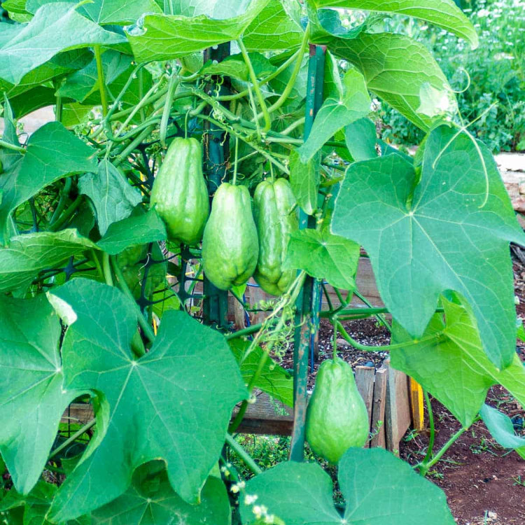 Mexican Squash Seeds