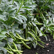 Mexican Tepary Beans Seeds - Vegetable Plant