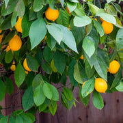 Meyer Lemon Seeds
