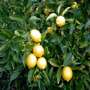 Meyer Lemon Seeds