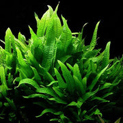 Java Fern Seeds