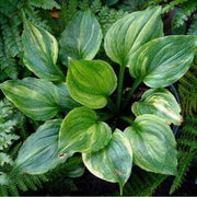 Hosta Seeds, Green