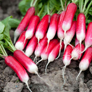 Mila Radish Seeds