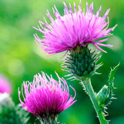 Milk Thistle Seeds - Herbal Seeds