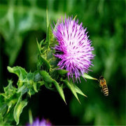 Milk Thistle Seeds - Herbal Seeds