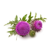 Milk Thistle Seeds - Herbal Seeds