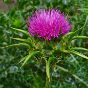 Milk Thistle Seeds - Herbal Seeds