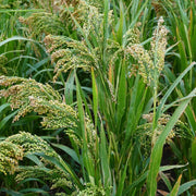 White Proso Millet Seeds