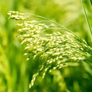 White Proso Millet Seeds