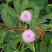 Wildflower Mix Mimosa Pudica Seeds