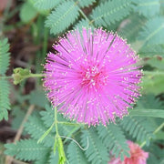 Wildflower Mix Mimosa Pudica Seeds
