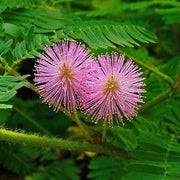 Wildflower Mix Mimosa Pudica Seeds