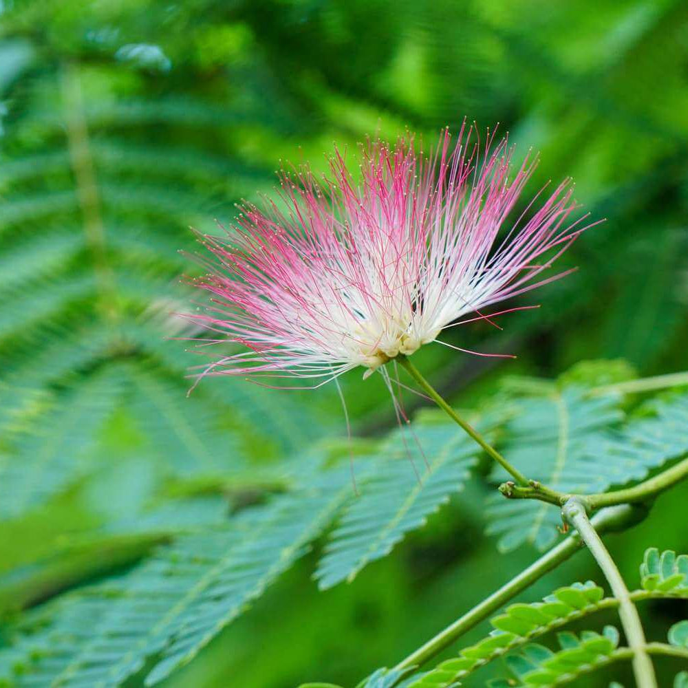 Pink White Mimosa Seeds
