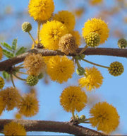 Yellow Mimosa Seeds