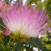 Pink White Mimosa Seeds