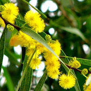 Yellow Mimosa Seeds