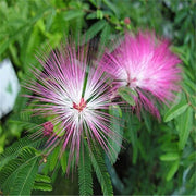 Pink White Mimosa Seeds