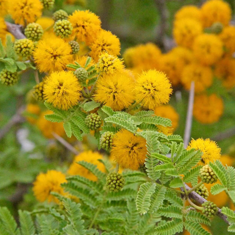 Yellow Mimosa Seeds