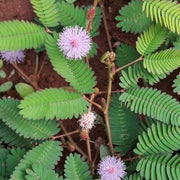 Lavender Mimosa pudica Seeds