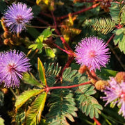 Lavender Mimosa pudica Seeds