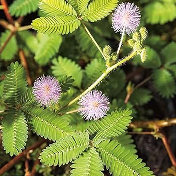 Lavender Mimosa pudica Seeds