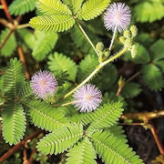 Lavender Mimosa pudica Seeds