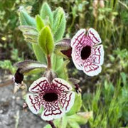 Wildflower Mimulus Pictus Seeds