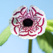 Wildflower Mimulus Pictus Seeds