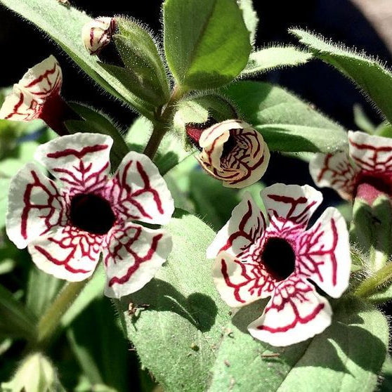 Wildflower Mimulus Pictus Seeds