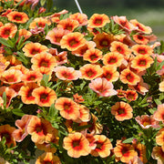 MiniFamous Series Seeds - Flower Plant
