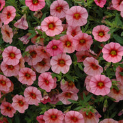MiniFamous Series Seeds - Flower Plant