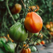 Premium Seeds, Solanum lycopersicum