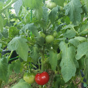 Premium Seeds, Solanum lycopersicum