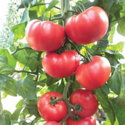 Premium Seeds, Solanum lycopersicum