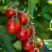 Premium Seeds, Solanum lycopersicum