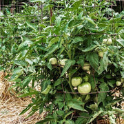 Premium Seeds, Solanum lycopersicum