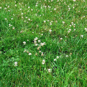 Mini Clover Seeds