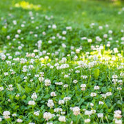 Mini Clover Seeds
