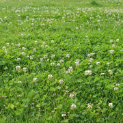 Mini Clover Seeds