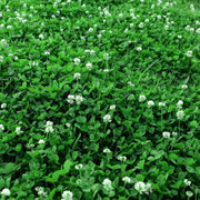 Mini Clover Seeds