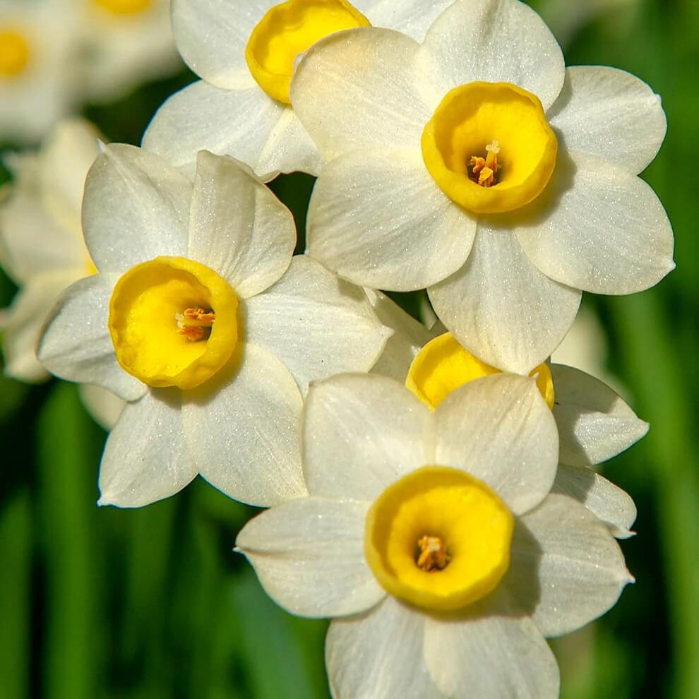Wildflower Mix Narcissus Tazetta Seeds