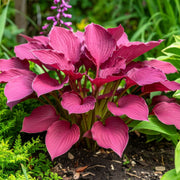 Hosta Seeds – Hosta spp.