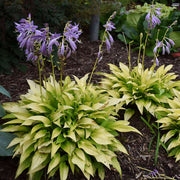 Mini Hosta Seeds - Flower Plant
